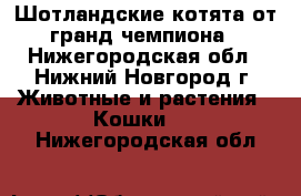 Шотландские котята от гранд-чемпиона - Нижегородская обл., Нижний Новгород г. Животные и растения » Кошки   . Нижегородская обл.